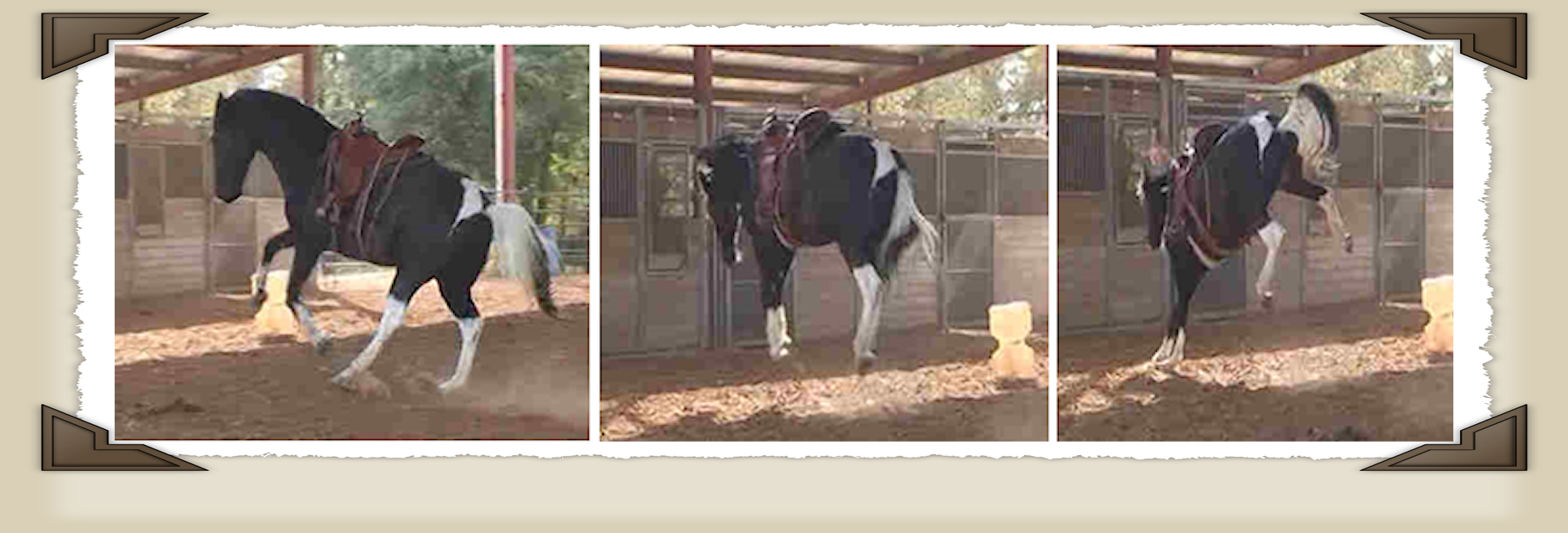 natural horsemanship confidence under saddle